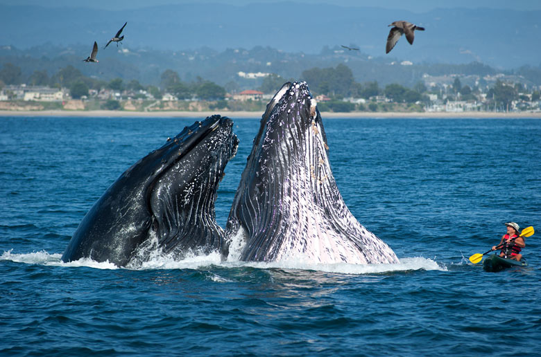 breaching-humpback-whales-004.jpg