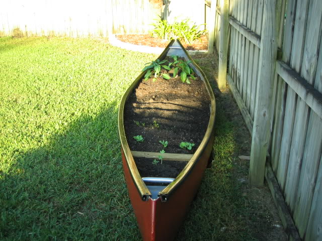 canoe_tomato_bed_img_0003-7.jpg