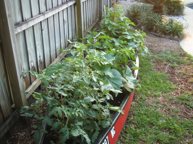 canoe_tomato_bed_img_0009-8.jpg