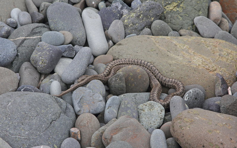 2-Snake.jpg
