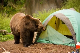 bear-tent.jpg