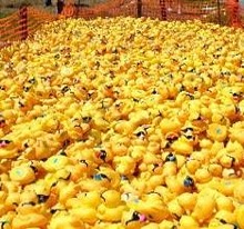 ducks.jpg
